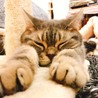 保護犬猫情報発信センターラ...(保護活動者)