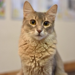 締め切らせて頂きます。弾ける可愛さソマリ♀