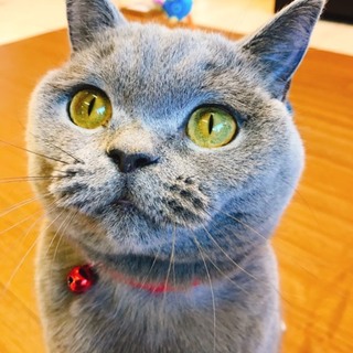 締め切らせて頂きます。とびきり可愛いブリティッシュ