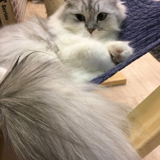 締め切らせて頂きます。穏やかな優しいスコ長毛♀