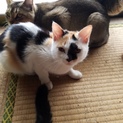子猫～成猫