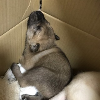 チャイ君♂ミルク3兄妹で保健所レスキュー組！