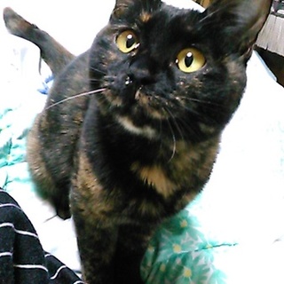 人懐っこい子です。♡仲介