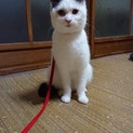 新しい飼い主さんを募集します。