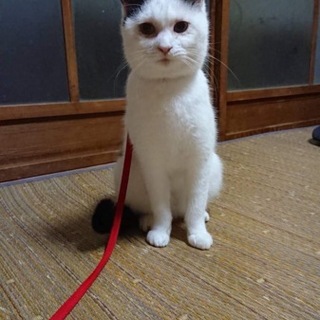 新しい飼い主さんを募集します。
