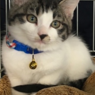 すったん、里親さま決定！ありがとうございました♡