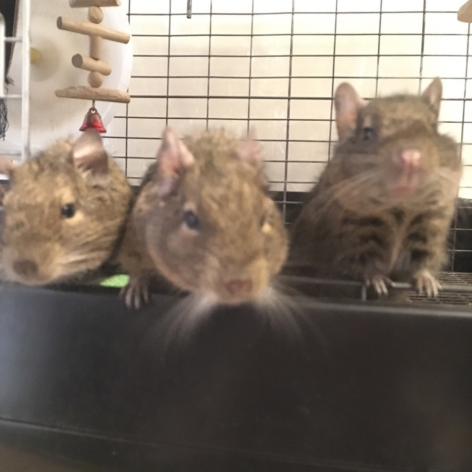 トミ子のカバー写真