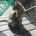  ５か月の子猫です。里親を探しています。