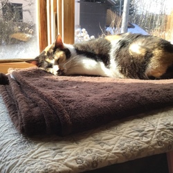 「いつもの朝 ぽかぽか」サムネイル2