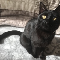 シド