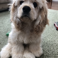 ナッツ