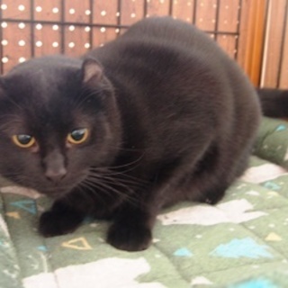 アメリカン・カール・ロングヘア　里親募集！