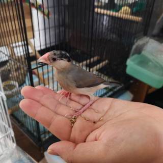 【ありがとうございました】文鳥の里親様募集