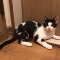 白黒混じりの個性的な模様がクールなイケメン猫
