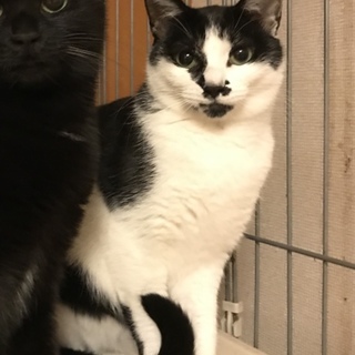 個性的でお利口なハク、お見合い可能です❣️