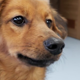 ☆ダックスミックス☆ココちゃん