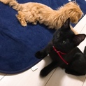 黒猫の里親募集