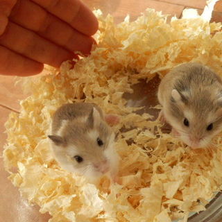 ロボロフスキー仔ハム里親募集