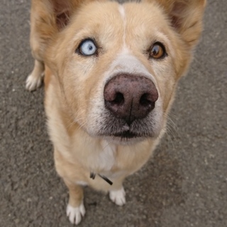 穏やかなミックス犬の男の子です