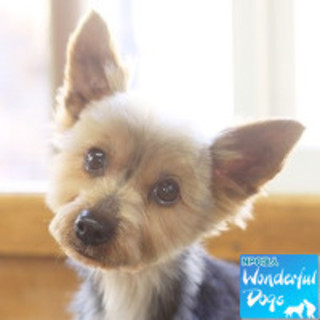 「ルノ」推定5歳♀