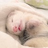 天使(*´-`*)