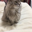 ソマリ2才 里親募集