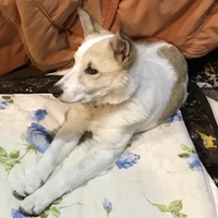 アップ