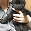 2019/1/2生まれ子犬メス