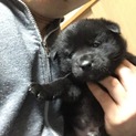 2019/1/2生まれ子犬 オス