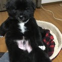 2019/1/2生まれ子犬 オス