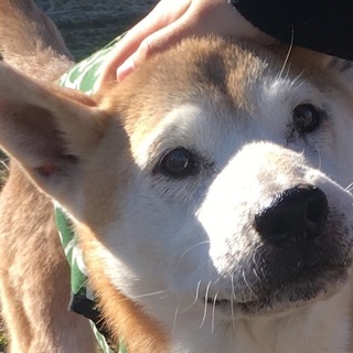 痴呆あり穏やかシニア・安らかな余生を　花太郎社長