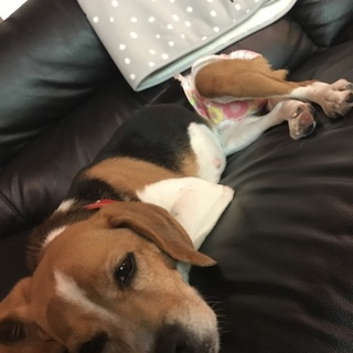 急募！ 人懐っこいビーグルちゃん