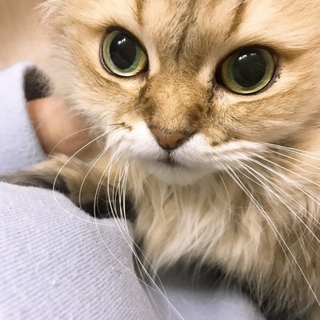 容姿端麗甘えっ子なチンチラゴールド♀レットちゃん