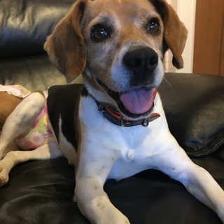 急募！ビーグルのからしちゃん