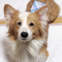 コーギー  オス  6歳