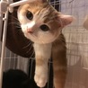 みたらし