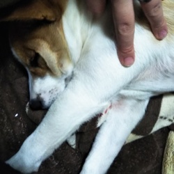 ブラン大きくなったね