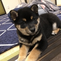 春子