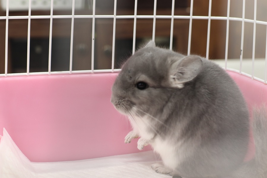 瀞吉(とろきち)（チンチラ） :: ペットのおうち【里親決定29万頭！】