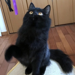 ふわふわ長毛黒子猫　小顔でキュート