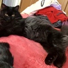 ふわふわ長毛黒子猫　小顔でキュート サムネイル2