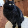 ふわふわ長毛黒子猫　小顔でキュート サムネイル3