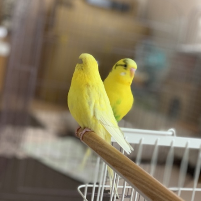あんゆずくーのカバー写真