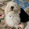 甘えん坊な子です。