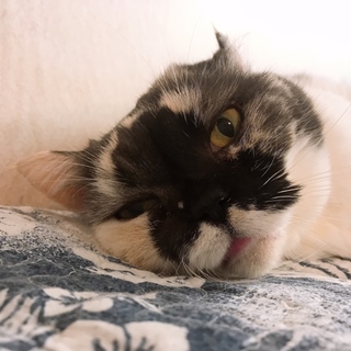 オンリーワンの可愛さ♡スコ♀ジェラートちゃんです！