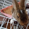 仔ウサギ里親募集！ サムネイル3