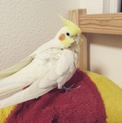 里親募集です