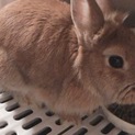 ネザーランドドワーフ