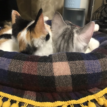 ふたりでテレビを見てるところ(๑>◡<๑)愛しいあたま♡仲良しさん♡