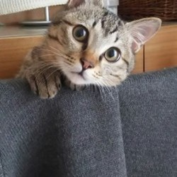 夫に興奮する猫